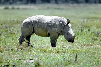 White Rhino, Nakuru 030220