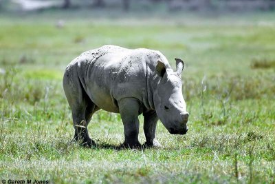 White Rhino, Nakuru 030221