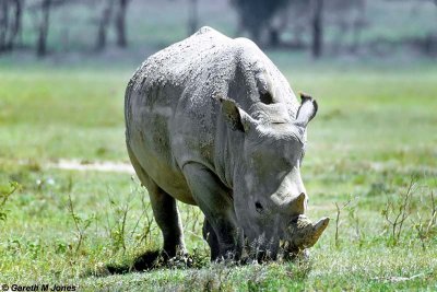 White Rhino, Nakuru 030222
