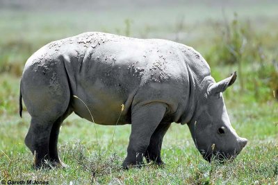 White Rhino, Nakuru 030226
