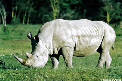Rhino, Nakuru 040203