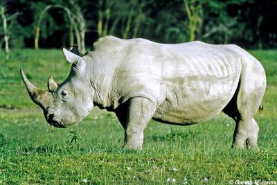 Rhino, Nakuru 040204