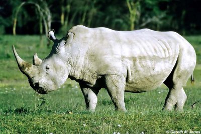 Rhino, Nakuru 040205