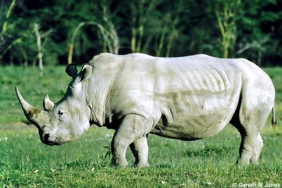 Rhino, Nakuru 040207