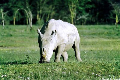 Rhino, Nakuru 040208