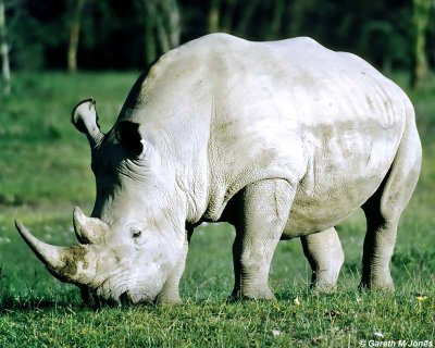 Rhino, Nakuru 040209