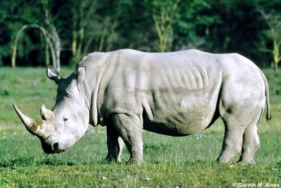 Rhino, Nakuru 040213
