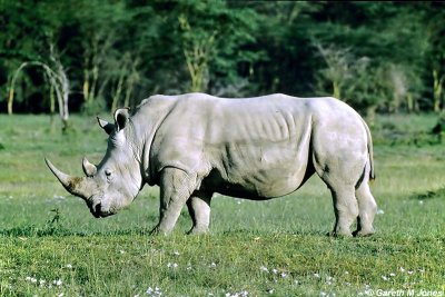 Rhino, Nakuru 040214