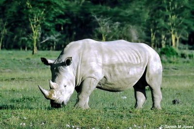 Rhino, Nakuru 040215