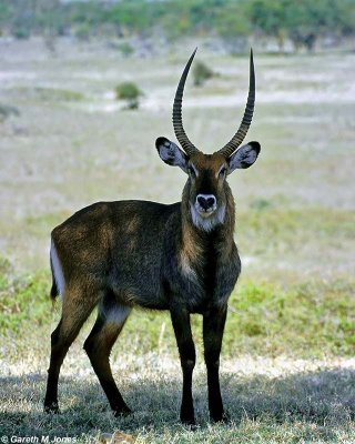 Waterbuck, Nakuru 030227