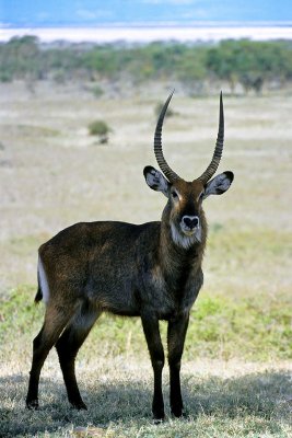 Waterbuck, Nakuru 030228