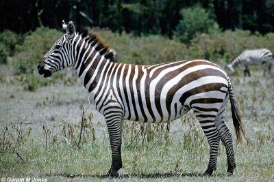 Zebra, Nakuru 020136