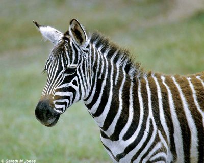 Zebra, Nakuru 020514