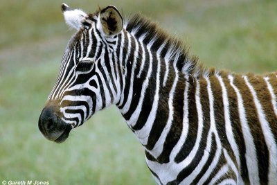 Zebra, Nakuru 020515