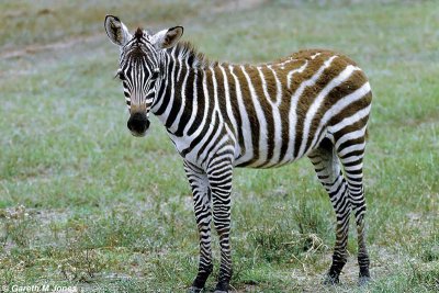 Zebra, Nakuru 020517