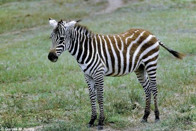 Zebra, Nakuru 020518