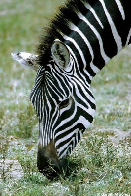 Zebra, Nakuru 020519