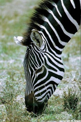 Zebra, Nakuru 020520