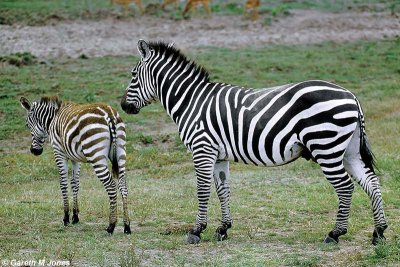 Zebra, Nakuru 020526