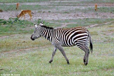 Zebra, Nakuru 020527