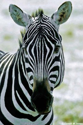Zebra, Nakuru 030427