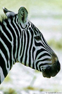 Zebra, Nakuru 030428