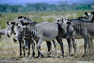 Grevy's Zebra, Samburu 010721