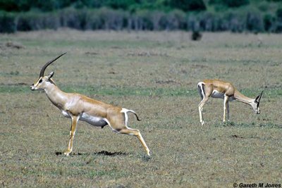 Grants Gazelle, Masai Mara 011001