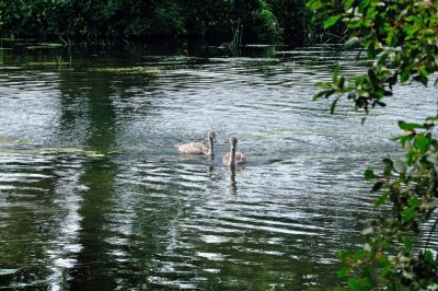 River Stour 3235