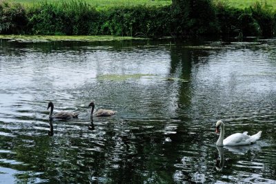 River Stour 3236