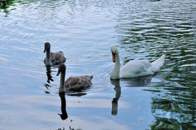 River Stour 3237