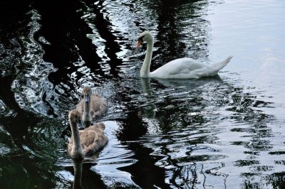 River Stour 3238