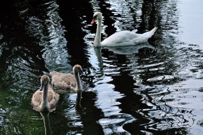 River Stour 3239