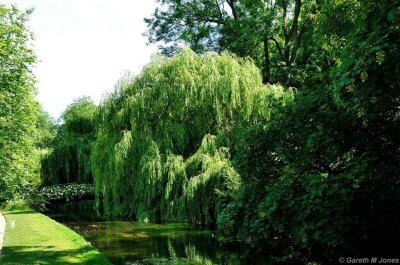 Mottisfont 2604