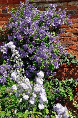 Mottisfont 2618