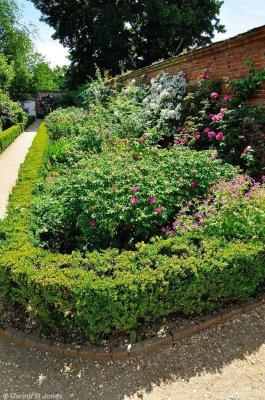 Mottisfont 2619