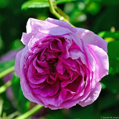 Mottisfont 2623