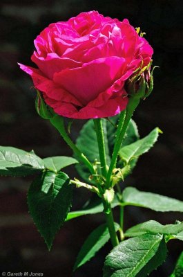Mottisfont 2624