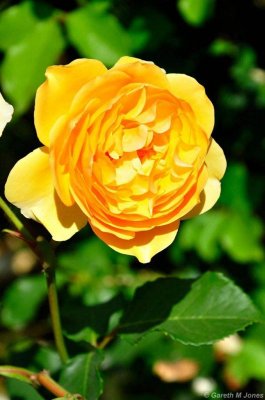 Mottisfont 2630