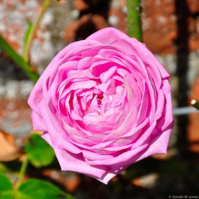 Mottisfont 2641