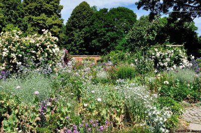 Mottisfont 2651