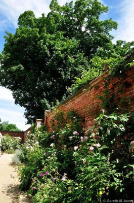 Mottisfont 2669