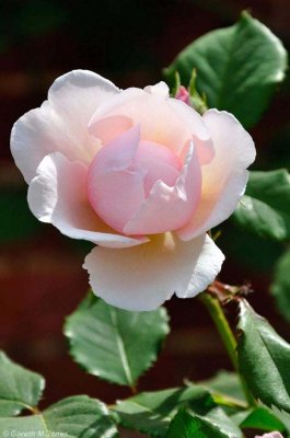Mottisfont 2670