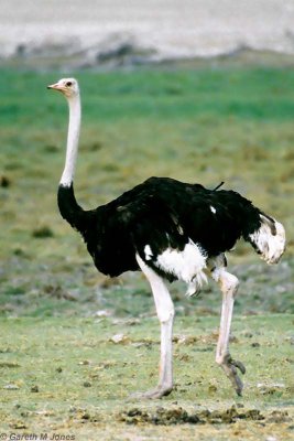 Ostrich, Amboseli 0719