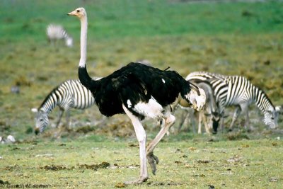 Ostrich, Amboseli 0720