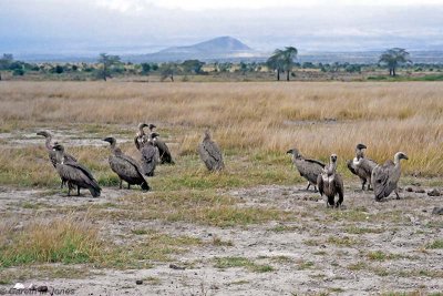 Vulture, Amboseli 0215
