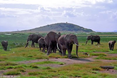 Elephant, Amboseli 0124