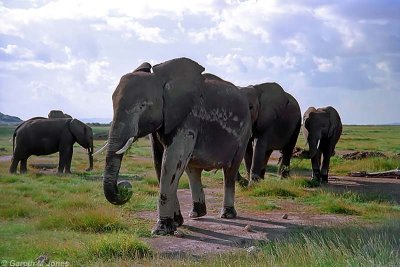 Elephant, Amboseli 0130