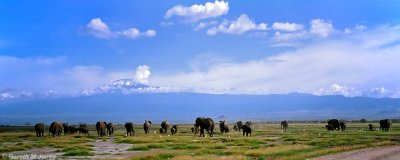 Elephant, Amboseli 0135