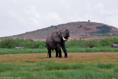 Elephant, Amboseli 0206